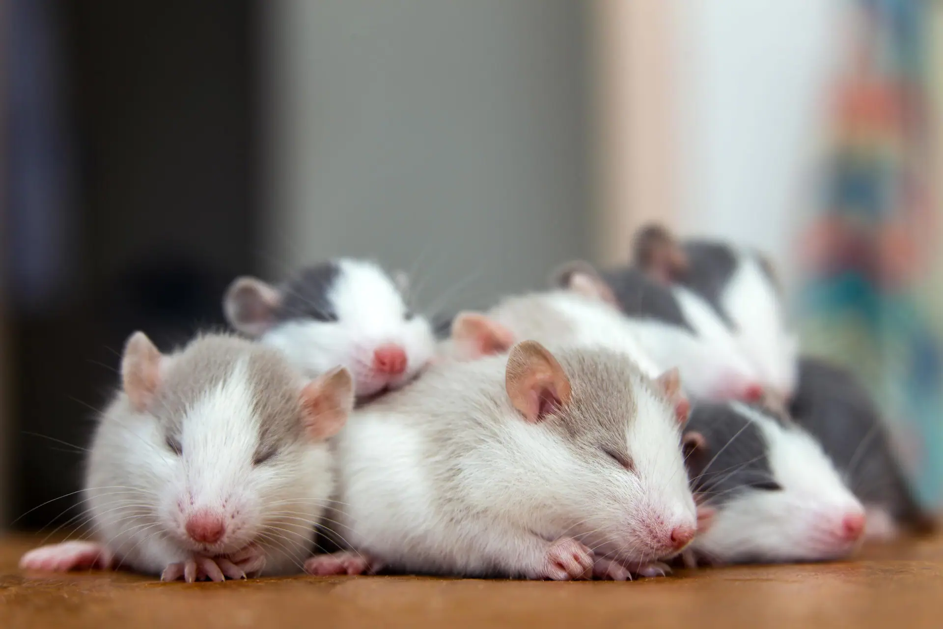Group of small laboratory rats resting together, representing PicoTeam’s digital platform for sharing animals and biological materials in research.