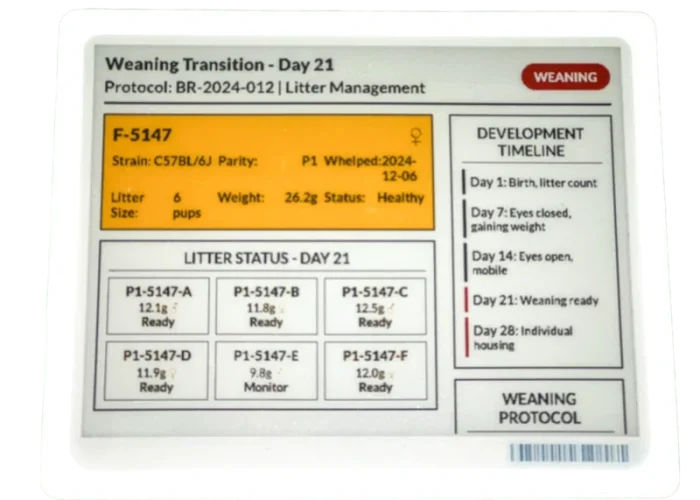 Digital cage card showing weaning transition information for animal management.