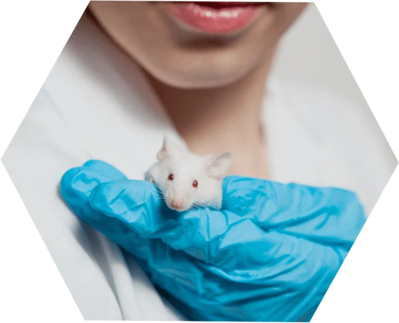 Laboratory mouse held gently in gloved hands