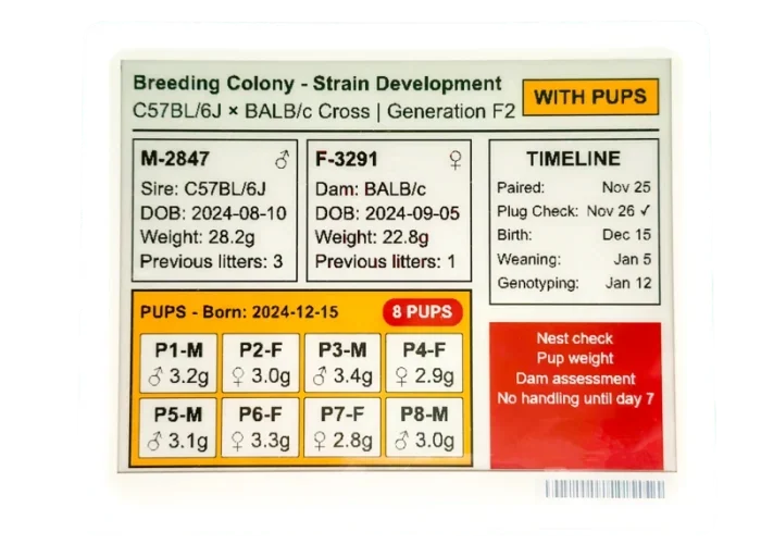 Digital cage card showing Breeding Colony – Strain Development status for research animals.