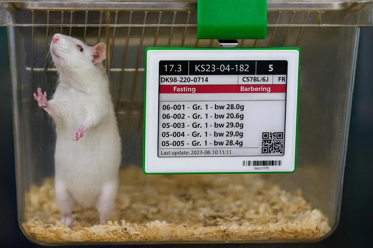 White laboratory mouse inside a clear cage with a green-framed PicoTeam Digital Cage Card showing animal details.