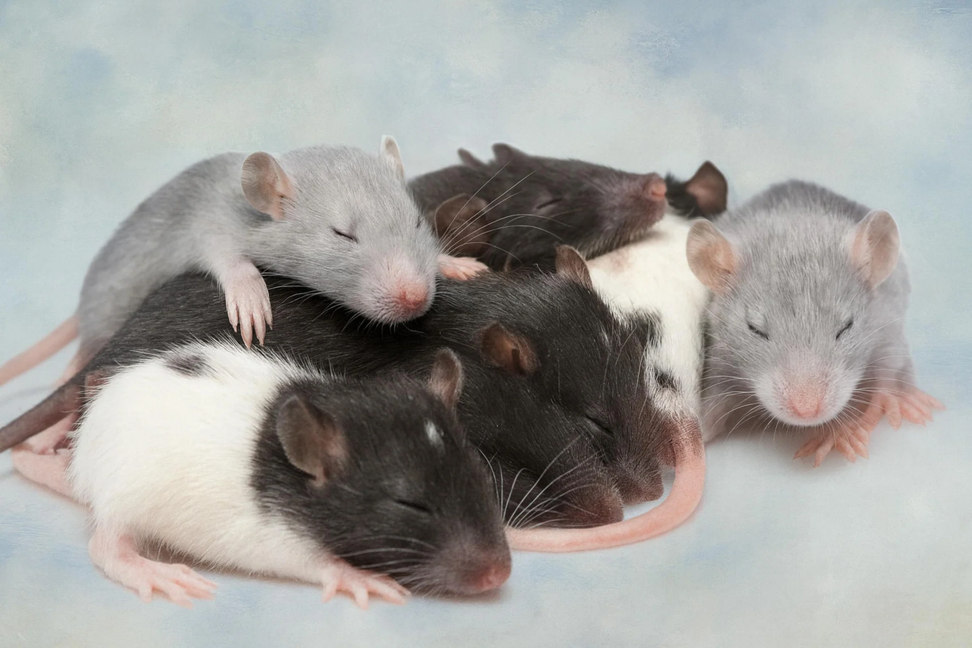 Group of young laboratory rats resting together, representing PicoTeam’s Biosharing digital platform for sharing laboratory animals and biological materials in research facilities.