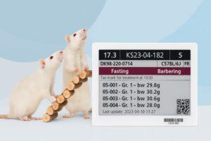 Two rats with a PicoTeam digital cage card displaying animal information for research management.