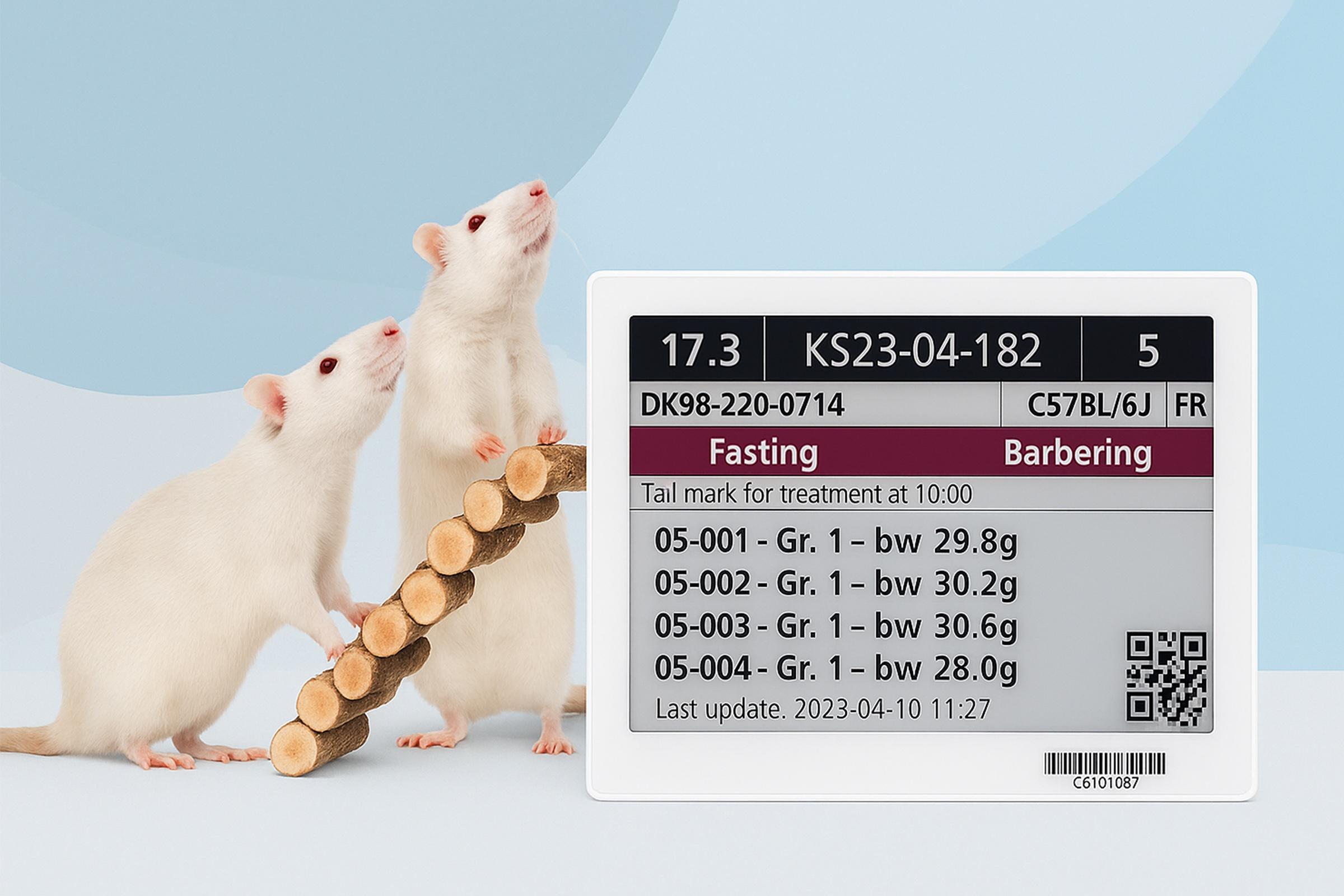 Two rats with a PicoTeam digital cage card displaying animal information for research management.