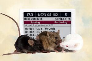Three laboratory mice in front of a PicoTeam Digital Cage Card, representing the integration of cage card technology with animal