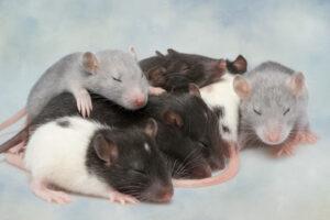 Group of young laboratory rats resting together, representing PicoTeam’s Biosharing digital platform for sharing laboratory animals and biological materials in research facilities.