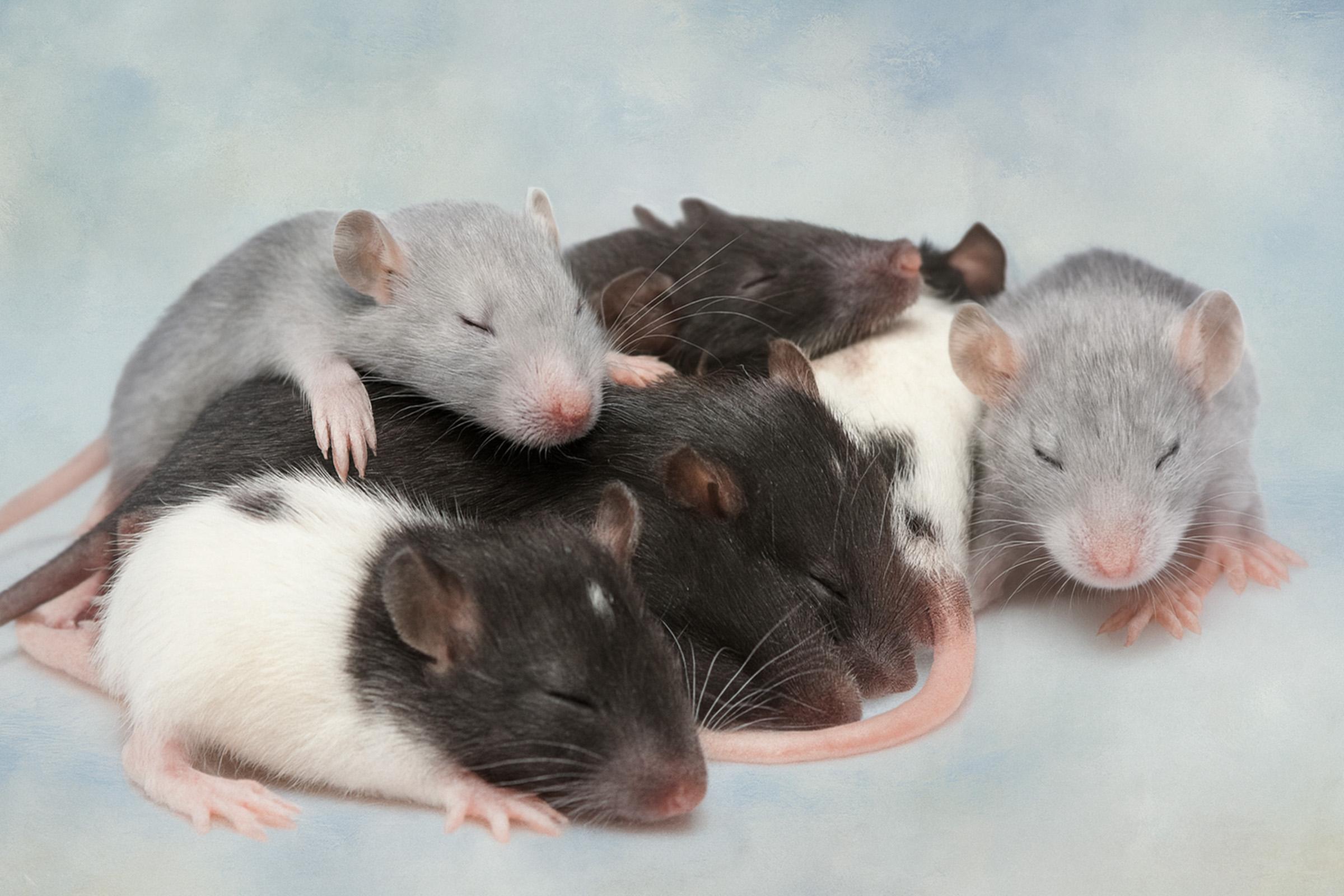 Group of young laboratory rats resting together, representing PicoTeam’s Biosharing digital platform for sharing laboratory animals and biological materials in research facilities.