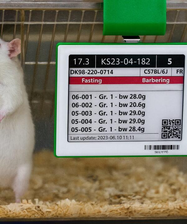 White laboratory mouse inside a clear cage with a green-framed PicoTeam Digital Cage Card showing animal details.