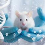 Laboratory mouse held in gloved hands with DNA helix illustrating structured in vivo research workflows and animal facility management