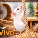 Lab mouse climbing rope in research cage demonstrating cage-side activity and real-time data capture in preclinical study execution with PicoTeam InVivo