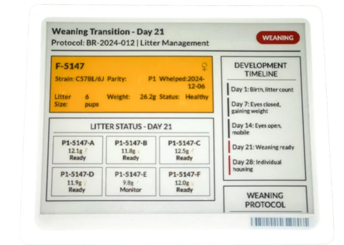 Weaning Transition